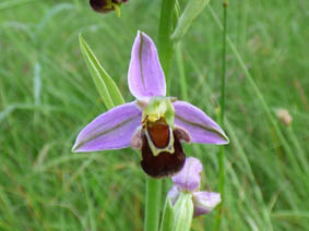 Ophrys apifera